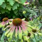 Green Envy Echinacea Coneflower Perennial Flowers 100 PCS Seeds
