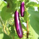 Green Fat Eggplant Seed Chinese Vegetable Organic Aubergine 60 PCS Seeds