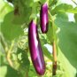 Green Fat Eggplant Seed Chinese Vegetable Organic Aubergine 60 PCS Seeds