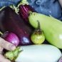 Green Fat Eggplant Seed Chinese Vegetable Organic Aubergine 60 PCS Seeds