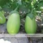 Green Fat Eggplant Seed Chinese Vegetable Organic Aubergine 60 PCS Seeds
