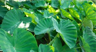 Green Giant Taro Indoor 20 PCS Seeds