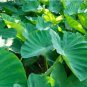 Green Giant Taro Indoor 20 PCS Seeds