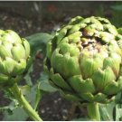 Green Globe Italian Artichoke 4 PCS Seeds