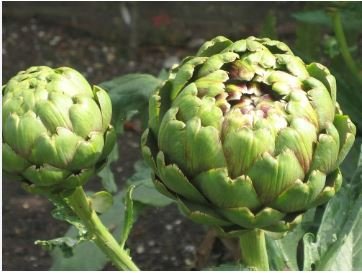 Green Globe Italian Artichoke 4 PCS Seeds
