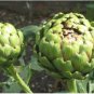 Green Globe Italian Artichoke 4 PCS Seeds