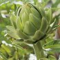 Green Globe Italian Artichoke 4 PCS Seeds