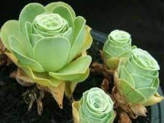 Green Greenovia Aurea 10 PCS Seeds