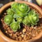 Green Greenovia Aurea 10 PCS Seeds