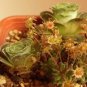 Green Greenovia Aurea 10 PCS Seeds