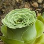 Green Greenovia Aurea 10 PCS Seeds