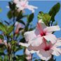 Green Hibiscus Flower 100 PCS Seeds