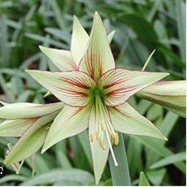 Green Hippeastrum Rutilum Flower 100 pcs Seeds