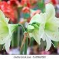 Green Hippeastrum Rutilum Flower 100 pcs Seeds