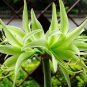 Green Hippeastrum Rutilum Flower 100 pcs Seeds
