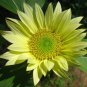 Green Jade Ornamental Sunflower Hybrid 15 PCS Seeds