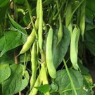 Green Kidney Bean Organic Vegetable 25 PCS Seeds Green Kidney Bean Organic Vegetable 25 PCS Seeds