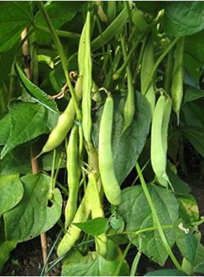 Green Kidney Bean Organic Vegetable 25 PCS Seeds