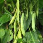 Green Kidney Bean Organic Vegetable 25 PCS Seeds