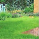 Green Kochia Scoparia Molly Scoparia Grass Gorgeous Plants 120 PCS Seeds