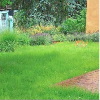 Green Kochia Scoparia Molly Scoparia Grass Gorgeous Plants 120 PCS Seeds