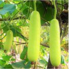 Green Long Bottle Gourd 10 PCS Seeds Green Long Bottle Gourd 10 PCS Seeds