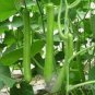 Green Long Bottle Gourd 10 PCS Seeds
