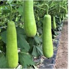 Green Long Club Bottle Gourd Fruit 10 PCS Seeds Green Long Club Bottle Gourd Fruit 10 PCS Seeds
