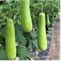 Green Long Club Bottle Gourd Fruit 10 PCS Seeds
