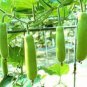 Green Long Club Bottle Gourd Fruit 10 PCS Seeds