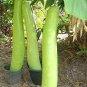 Green Long Club Bottle Gourd Fruit 10 PCS Seeds