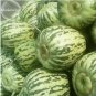 Green Muskmelon Sweet Melon 20 PCS Seeds