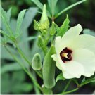 Green Okra Clemsons Spineless Red gumbo Herb Vegetable 100 PCS Seeds Green Okra Clemsons Spineless Red gumbo Herb Vegetable 100 PCS Seeds