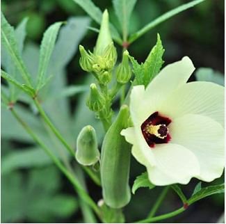 Green Okra Clemsons Spineless Red gumbo Herb Vegetable 100 PCS Seeds
