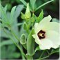 Green Okra Clemsons Spineless Red gumbo Herb Vegetable 100 PCS Seeds