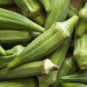 Green Okra Clemsons Spineless Red gumbo Herb Vegetable 100 PCS Seeds