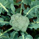 Green Organic Broccoli Heirloom Vegetables 60 PCS Seeds Green Organic Broccoli Heirloom Vegetables 60 PCS Seeds