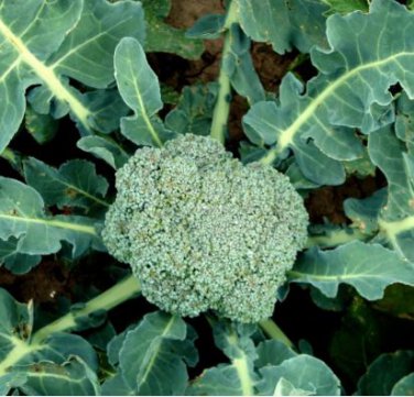 Green Organic Broccoli Heirloom Vegetables 60 PCS Seeds