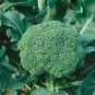 Green Organic Broccoli Heirloom Vegetables 60 PCS Seeds