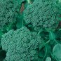 Green Organic Broccoli Heirloom Vegetables 60 PCS Seeds