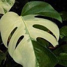 Green Palm Turtle Leaves Monstera 100 PCS Seeds