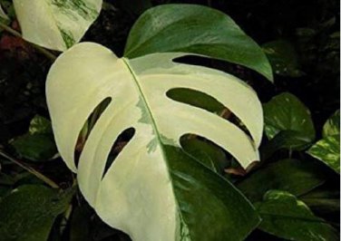 Green Palm Turtle Leaves Monstera 100 PCS Seeds