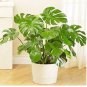 Green Palm Turtle Leaves Monstera 100 PCS Seeds