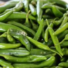 Green Pickled Bubble Hot Chili Peppers 500 PCS Seeds Green Pickled Bubble Hot Chili Peppers 500 PCS Seeds