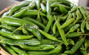 Green Pickled Bubble Hot Chili Peppers 500 PCS Seeds