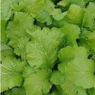 Green Potherb Mustard Organic Chinese Sauerkraut Vegetable 50 PCS Seeds