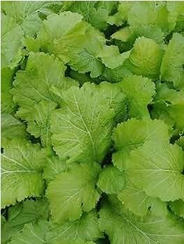 Green Potherb Mustard Organic Chinese Sauerkraut Vegetable 50 PCS Seeds