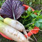 Green Radish Seed Best Garden Plants Vegetable 60 PCS Seeds