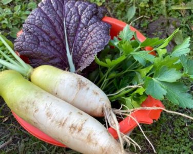 Green Radish Seed Best Garden Plants Vegetable 60 PCS Seeds