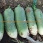 Green Radish Seed Best Garden Plants Vegetable 60 PCS Seeds